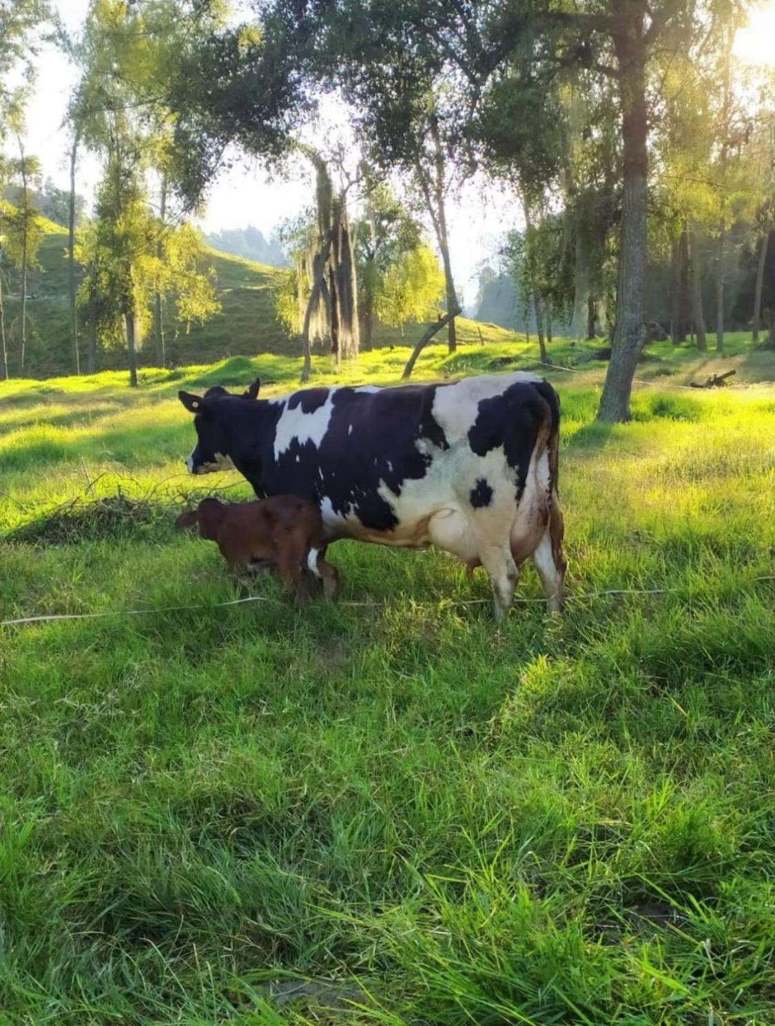 Alojamiento Con Vista Al Rio Y Paisajes Hermosos Villa Manizales Eksteriør bilde