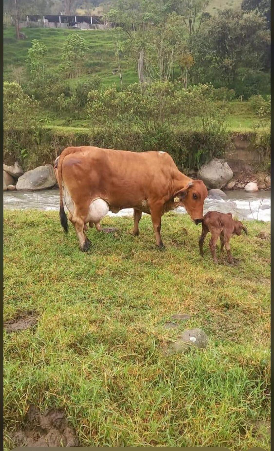 Alojamiento Con Vista Al Rio Y Paisajes Hermosos Villa Manizales Eksteriør bilde