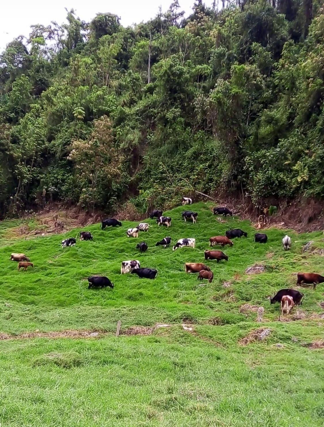 Alojamiento Con Vista Al Rio Y Paisajes Hermosos Villa Manizales Eksteriør bilde